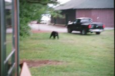 Bear at dusk..jpg