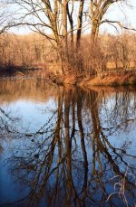 SMP reflected tree millenium Nikkor.jpg