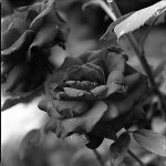 img064.jpg