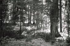Cub and mother.jpg