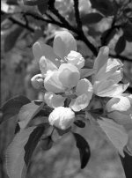 AppleBlossoms.cu.web.jpg