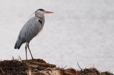 GreyHeron.jpg