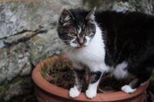 Faris X-Pro 2 Elmar 50 - 2 SMALL.jpg