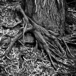 BW169_03-Edit.jpg