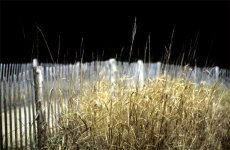 beach-reeds.jpg