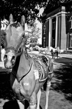 Grey Horse bw rff.jpg