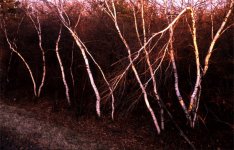 highway-birches.jpg