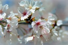 Summergrove Sakura Closeup FINAL April 2015 F6 rff.jpg