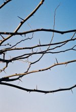 thorns.jpg