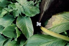 12-12 Lone flower.jpg
