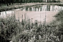 Pond in Airdrie.jpg
