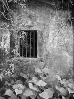 Window.jpg