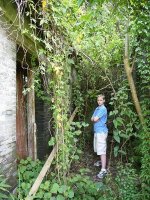 Vines.jpg