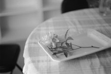 11_peony.jpg