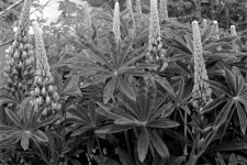 18_lupines.jpg