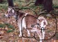 images  goats ass (Custom) (2).jpg