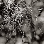 WMC-img_466 sm.jpg