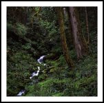Cedar_Creek_Quinault 700x700Sharpened.jpg
