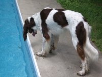 buddy and frog 003.jpg