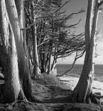 rolleii infrared 010.jpg