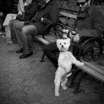 unionsquaredog.jpg