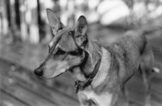 Sadie J-3 @ 1.5.jpg