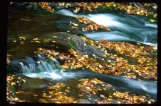 Copy (2) of smokies cascade.jpg