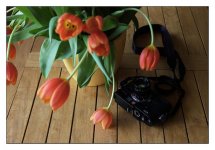 m7-tulpen.jpg