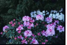 Purple Flowers-PSE.jpg