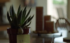 50 lens test 004.jpg