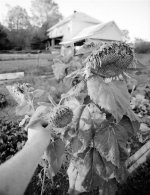 sunflower with arm (Large).jpg