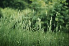 11a_grass_sonnar.jpg