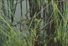 13a_frog_j11.jpg