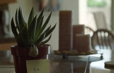 50 lens test 005.jpg