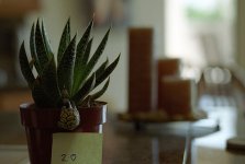 50 lens test 001.jpg