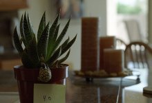 50 lens test 002.jpg