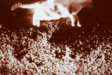 deadcat.jpg