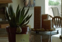 50 lens test 003.jpg