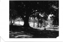Westlake Trees.jpg