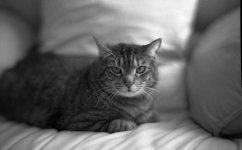 7artisans 50f11 Tamx delev s.jpg