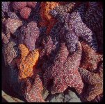 65_Yashica_Starfish_Herd_1.jpg