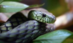 Canon IX kodak 400 APS 2 copy.jpg