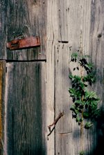 Wood II.jpg