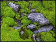 Rocks_and_Moss_P645_2.jpg