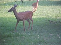 Playfull critters 2.jpg