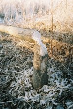 beaver1.jpg
