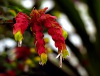 Shrimp Plant.jpg