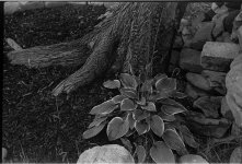 Hosta.JPG