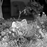 Hassy_BW07_010.jpg