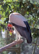 zenit-e  dallas zoo 1.jpg